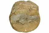 Sauropod Dinosaur (Duriatitan) Vertebra - England #209557-1